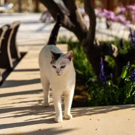 Harma Traditional Boutique *